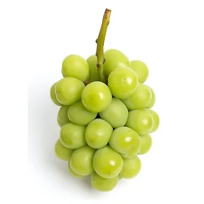 Grape Seeds (Vitis Vinifera) Var. Shine Muscat Original • $200