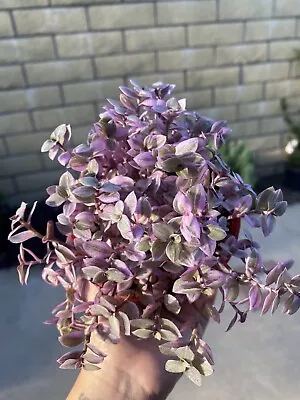 4” Pot Callisia Repens  Pink Panther  Miniature Wandering Dude (last Picture) • $16.99