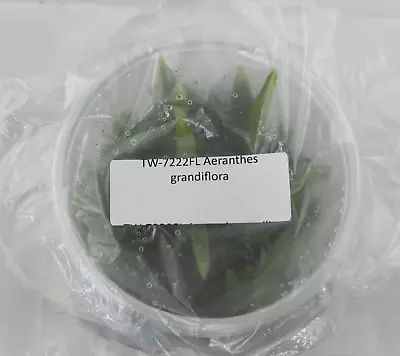 £76.91 • Buy FLASK Aeranthes Grandiflora