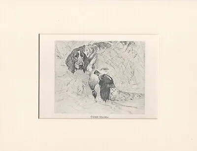 Cocker Spaniel Dog Dogs At Work Vintage 1945 Mounted Print By Vernon Stokes • $6.15