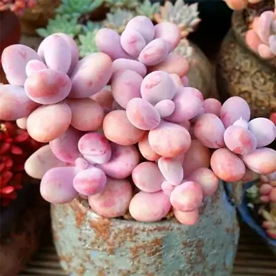 Pink Moonstone Succulent • $11.99