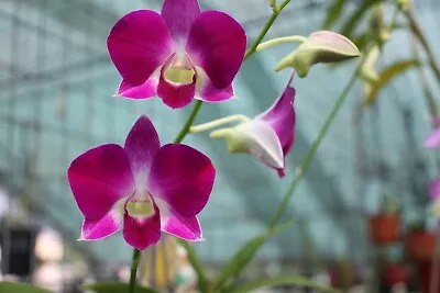 Orchid Plant - Den. Kiyomi Beauty X Mungkorn Star X Kenjero Kamiya X • $19.99