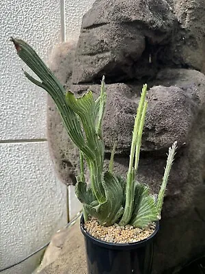 Easter Sale！Senecio Anteuphorbium Crested XL（winter Grower） • $460