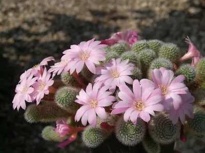 REBUTIA Narvaecensis V. Nova 10 SEEDS cactus Succulent • $6