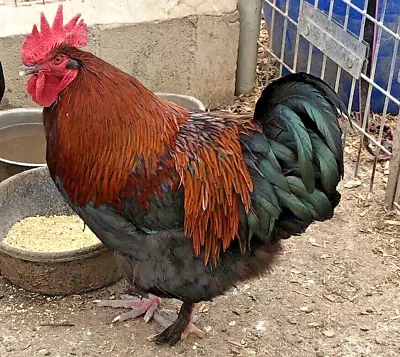 12+ Black Copper Marans Eggs - Champion Bloodlines • $90