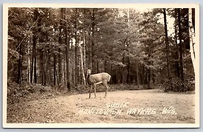 Manitowish Waters Wisconsin~Susie In Woods Deer On Gravel Road~1949 RPPC • $14