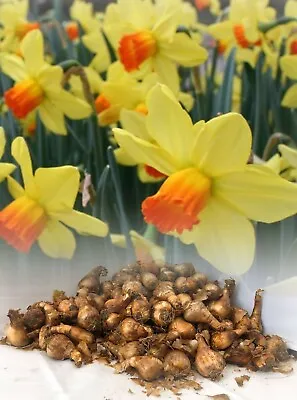 100 Fortune Large-cupped Daffodil Bulbs Yellow/orange Garden Spring Perennial • £119.99