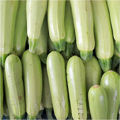 LEBANESE GREY ZUCCHINI 7 Seeds HEIRLOOM Summer Vegetable Garden Zuchinni Squash • $5.11