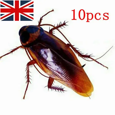 10Pcs Joke Cockroach Bug Funny Prank Novelty Life Like Fake Toy Trick Realistic • £3.30