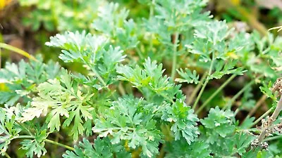 Wormwood 500+ Seeds MEDICINAL HERB Artemisia DIGESTIVE BITTER TEA Repels Bugs • $4.99