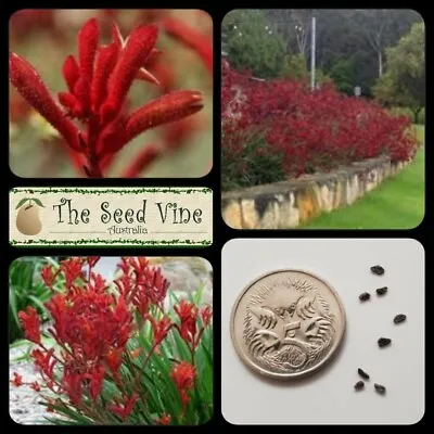 $4 • Buy 20+ RED KANGAROO PAW SEEDS (Anigozanthos Flavidus Red) Drought Tolerant Native 