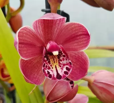 $40 • Buy Cymbidium Orchid - Peggy Foo 'Sim' - Flowering Size Plant