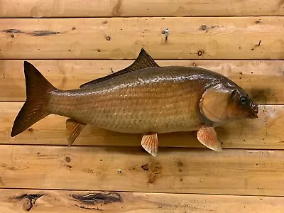 Real Skin Mount Carp Rough Fish Sucker Buffalo Catfish Taxidermy S1 • $399
