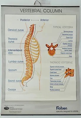 Vintage Medical Poster / Chart Of Vertebral Column W/ Boots Pharma Advertisement • $60.72