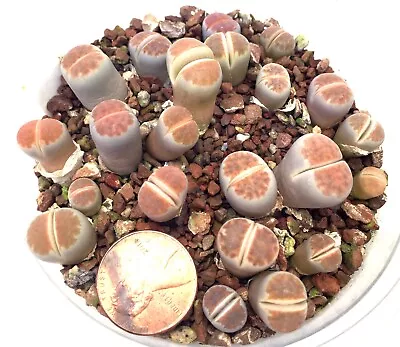 Mesembs Plant--Lithops Karasmontana Lateritia 'Red Top' -ONE Plant From Pot • $4.99