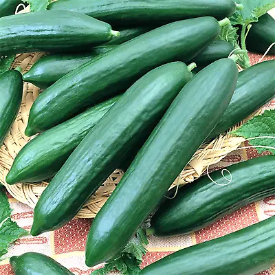 100 Cucumber Seeds Straight Eight Vegetable Spring Heirloom Garden Award Winner • $2.99