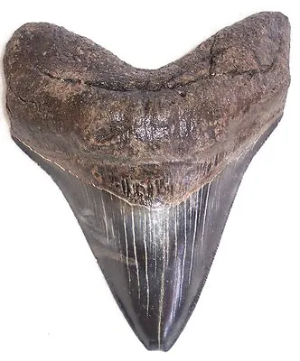 Sharply Serrated VERY Thick/Solid/Heavy 5 1/4  Fossil MEGALODON Shark Tooth-USA • $399
