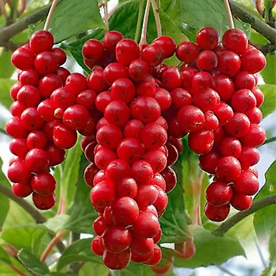 Schisandra Chinensis Seeds - Magnolia Berry Fruit Vine TCM Herb Planting Seeds • $7.95