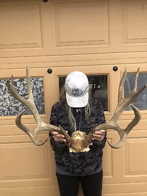 Antlers Mule Deer 5x5 Big Wild Trophy Buck!mount~horn~decor~treat~moose~elk~lot • $575
