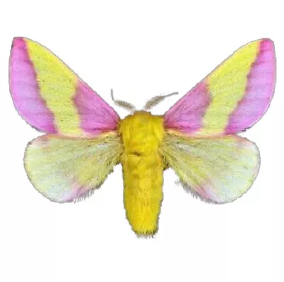 Dryocampa Rubicunda ONE REAL SATURN MOTH PINK ROSY MAPLE USA WINGS CLOSED  • $40