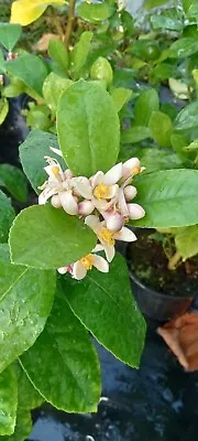 Meyer Lemon Tree In 2 Gallon Pot Blooming !! • $110