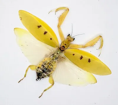 Mantidae -ORCHID MANTIS - Parymenopus Davisoni (F) -Cameron HighlandsMalaysia B • $65.98