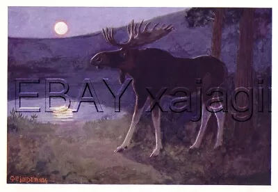 Moose At Night Under Moonlight 100+ Years Old Antique Wildlife Print • $49.95