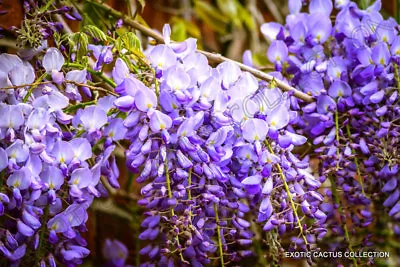 £12.44 • Buy WISTERIA SINENSIS Chinese Rare Flowering Purple Climbing Vine Seed 10 Seeds