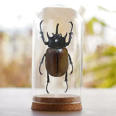 Real Beetle Glass Dome Gothic Decor Dried Taxidermy Insect Bugs Entomology Gift • $45