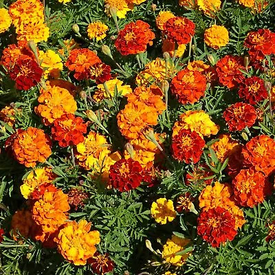 300+ Marigold Dwarf  Petite Mix  Seeds  6 - 8'' TRACKING ON ALL ORDERS OVER $16 • $2.19