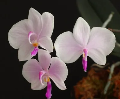 Phalaenopsis Lowii Miniature Fragrant Orchid Plant Species + PHYTO CERTIFICATE • $35