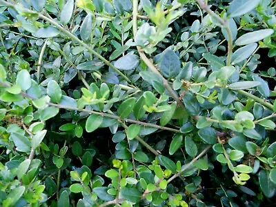 £10 • Buy 10 X Lonicera Pileata Evergreen Hedging PLUG Plants  Box Leaf Honeysuckle