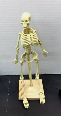 12” Skeleton- Anatomical / Human Anatomy-Medical Teaching - Or ? With Stand • $12