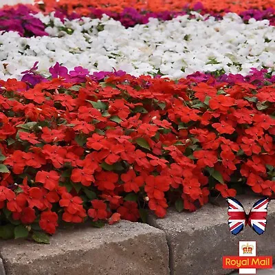 Impatiens 25 Seeds Busy Lizzie Mix Garden Walleriana Balsam • £1.59