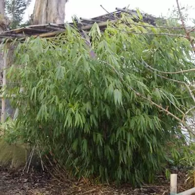 Fargesia Robusta Formidable - Fountain Bamboo Plant In 12cm Pot • £15.95