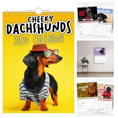 Cheeky Dachshunds 2024 Calendar Cute Dogs Wall Calendars Home Office Decor Gifts • £7.79