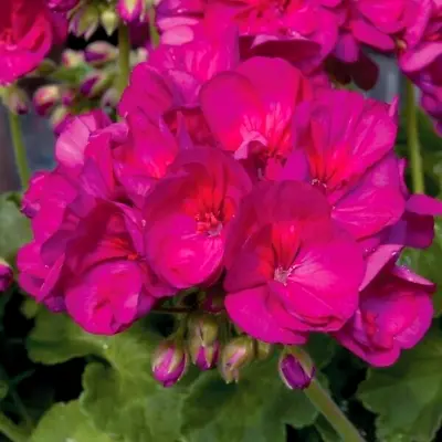 X6 Lrg Geranium Zonal Pink Plug Plants Baldo Lilac Pelargonium Patio Tub Flowers • £12.99