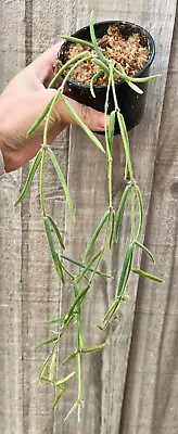 Hoya Linearis - Collection No:79 - Indoor Outdoor Wax Plant - Houseplant • $34.50