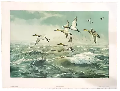 Maynard Reece 1978  Rough Water  Canvasbacks Duck Print Signed & Numbered • $49.99