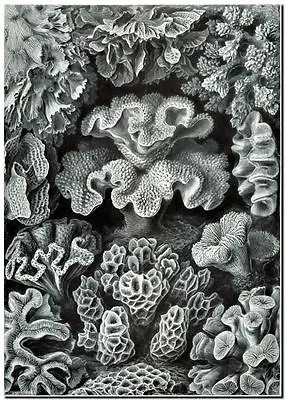 ERNST HAECKEL CANVAS PRINT Art Nouveau Sea Life Coral 8 X 12  Hexacoralla • $8.36