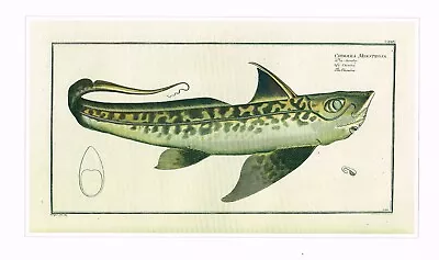 Chimaera Chimera Rabbitfish Vintage Fish Print Krueger Picture 1990 CNHPF#25 • $4.96