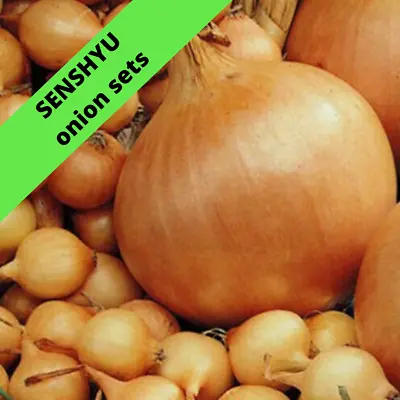 £2.75 • Buy SENSHYU Onion Sets Autumn Planting (Easy Way To Grow Onions).Ready For Plant Now