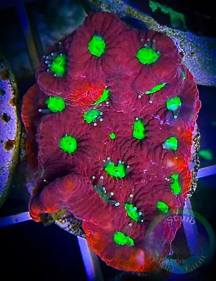 SAF~War Coral Favia Frag Live Coral “WYSIWYG” 1 Inch Frag Plate Brain Colony • $24.99