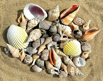 100g MIXED SEASHELLS FROM BALI (HOME DECOR / ART & CRAFT / AQUARIUM) • £3.49