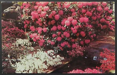 Longwood Gardens Kennett Square PA Rhododendron Vintage Postcard Unposted • $1.95
