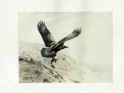 £5.99 • Buy Golden Eagle - 1913 Beautiful Antique Colour Bird Print By G.E. Lodge Great Gift