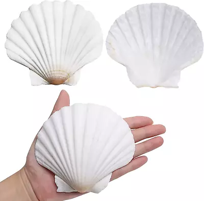 Scallop Shells For Crafts 4-5 Inches 10Pcs Large Sea Shells For Decorating Whi • $23.32