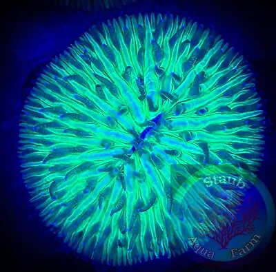 SAF~Green Fungia Small Dome Plate Coral “WYSIWYG” SPS LPS Live Colony • $59.99