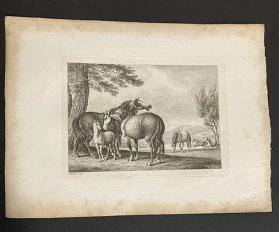 £9.99 • Buy Etching By Samuel Howitt  HORSE