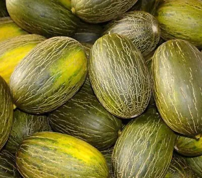 Piel De Sapo Melon Seeds 25+  Santa Claus  Fruit NON-GMO US FREE SHIPPING RARE • $2.14